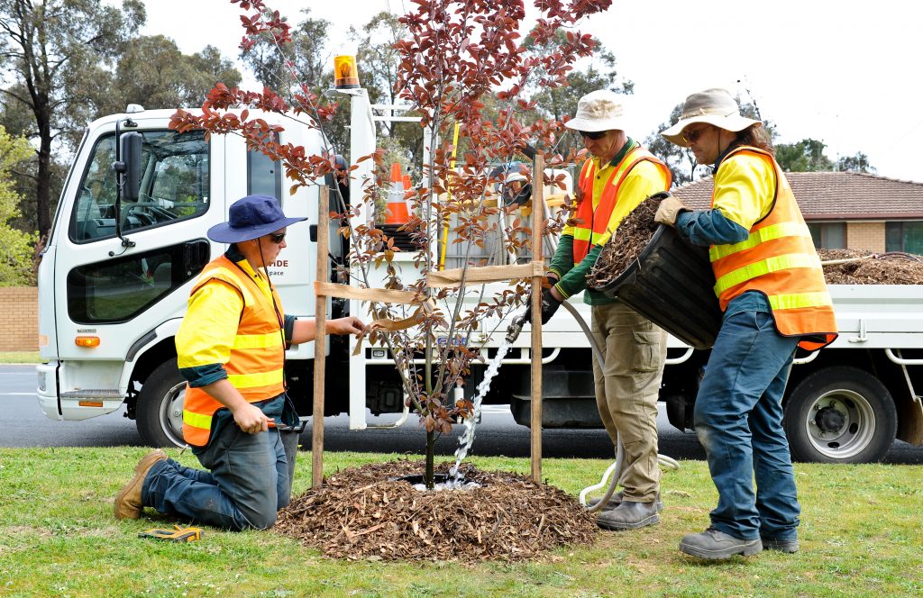 Parks staff planting trees on St Aidens Road 1 Explore Careers Australia