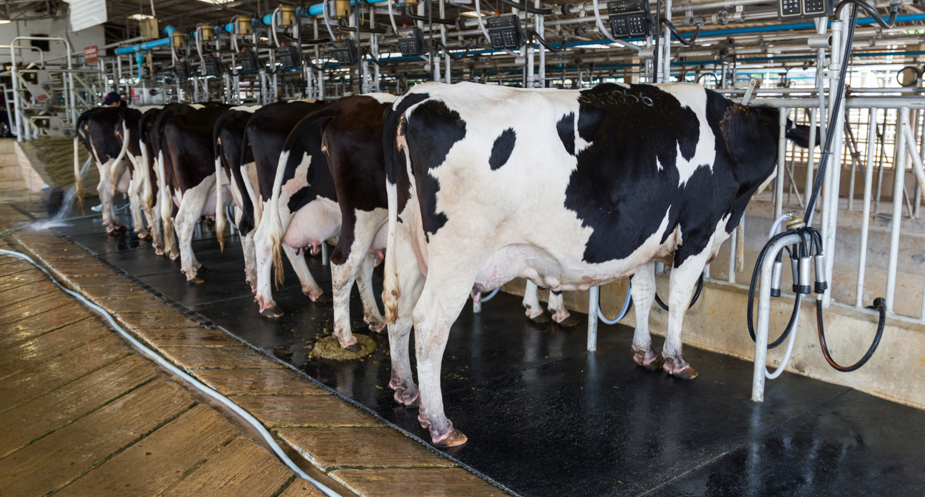 Cows using robotic milking system