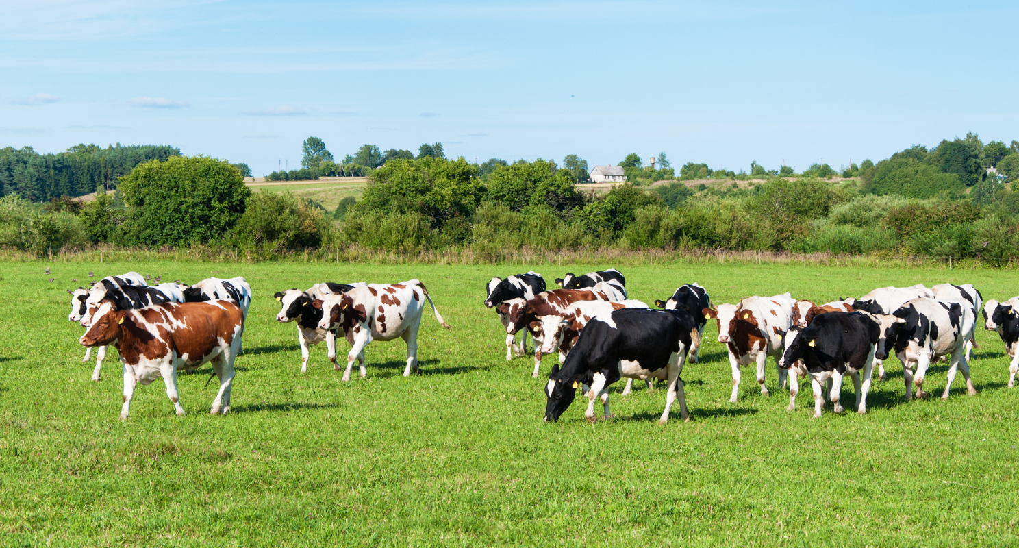 herd of dairy cows grazing in sunny field