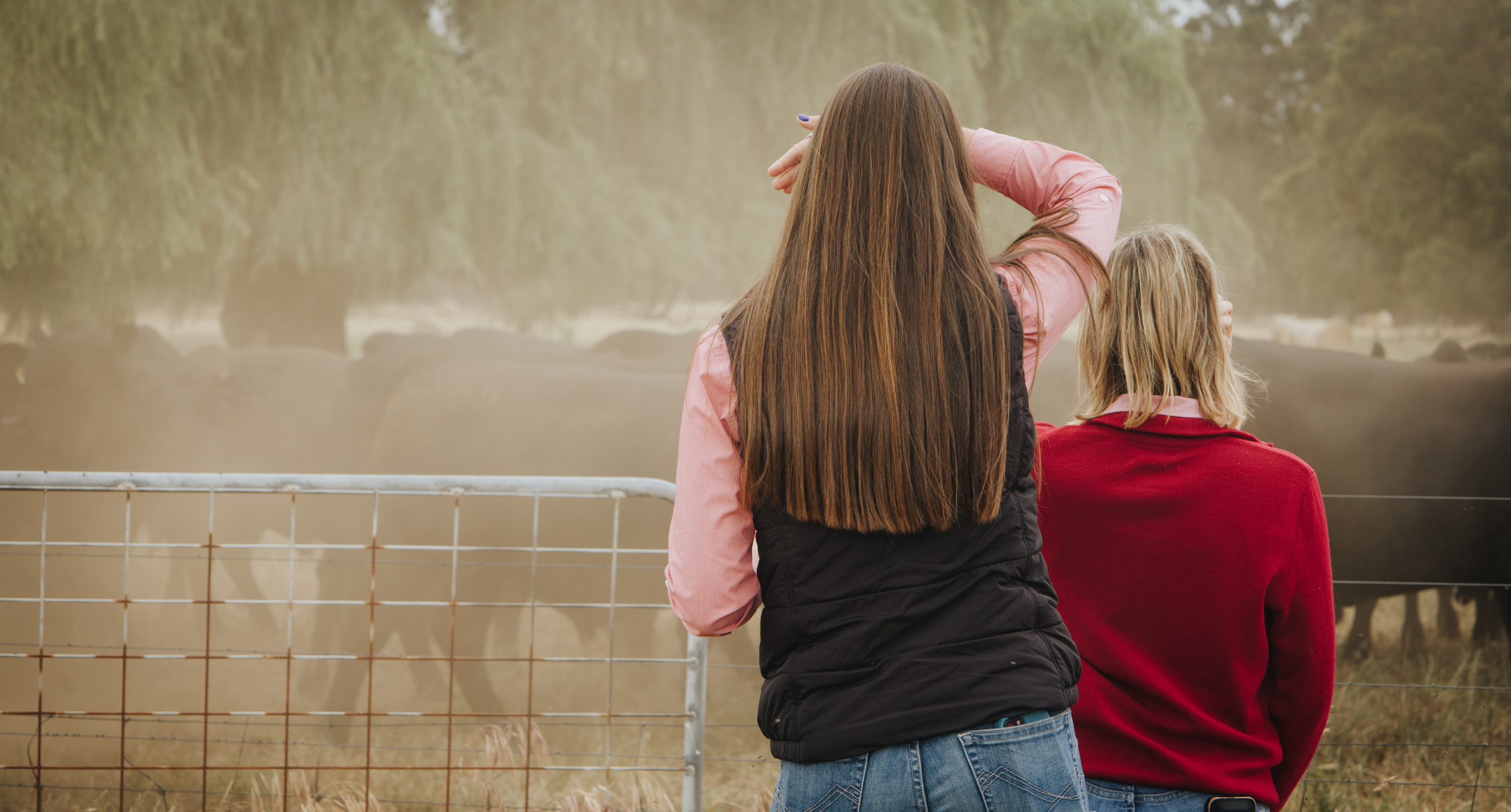 two young female employees watching bulls in a paddock outdoors