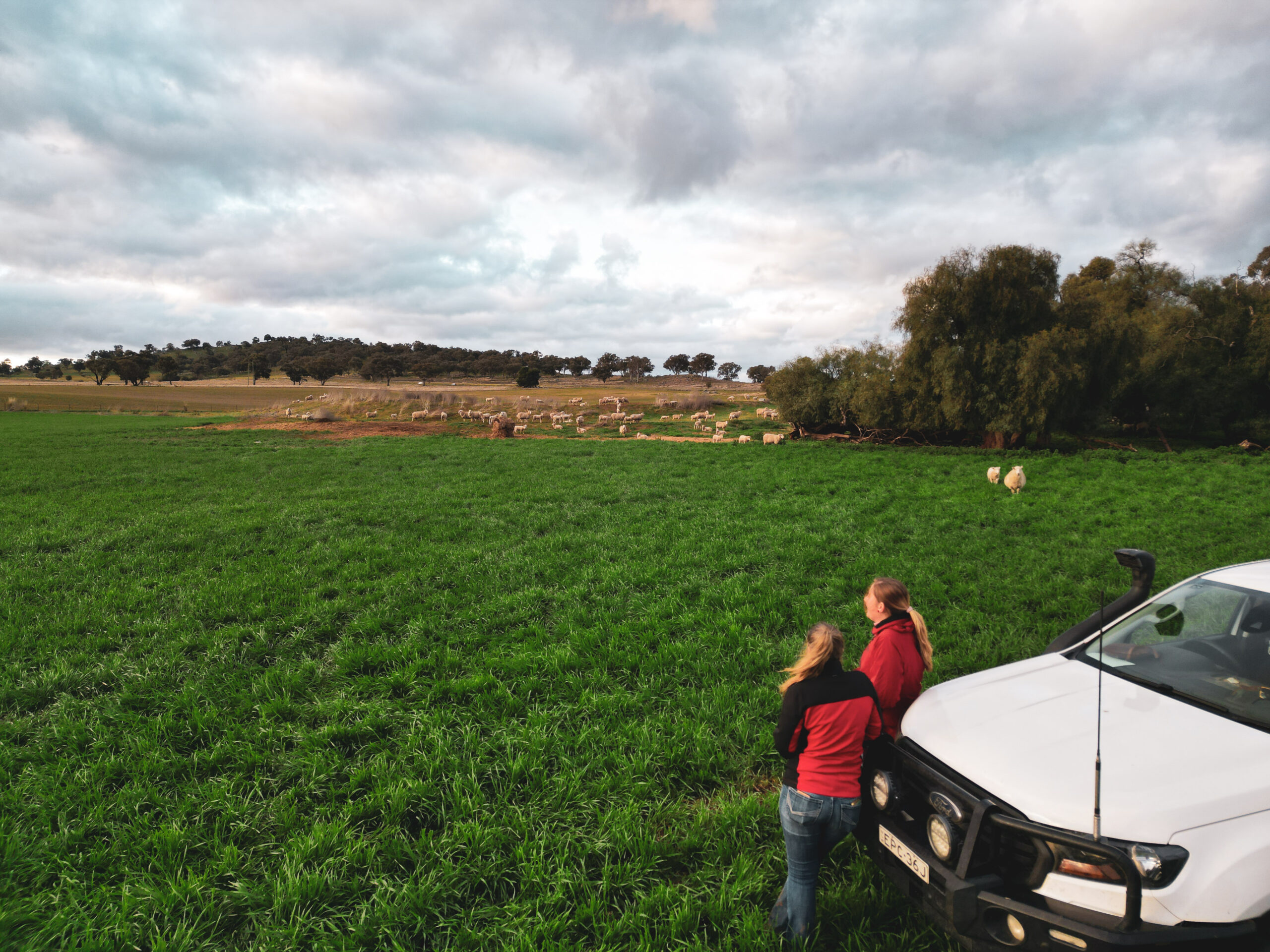 Two female agriculture works leaning against white yute in a green field with sheep