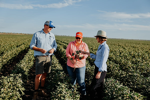 Three sustainable agriculture professionals examining crops in a field