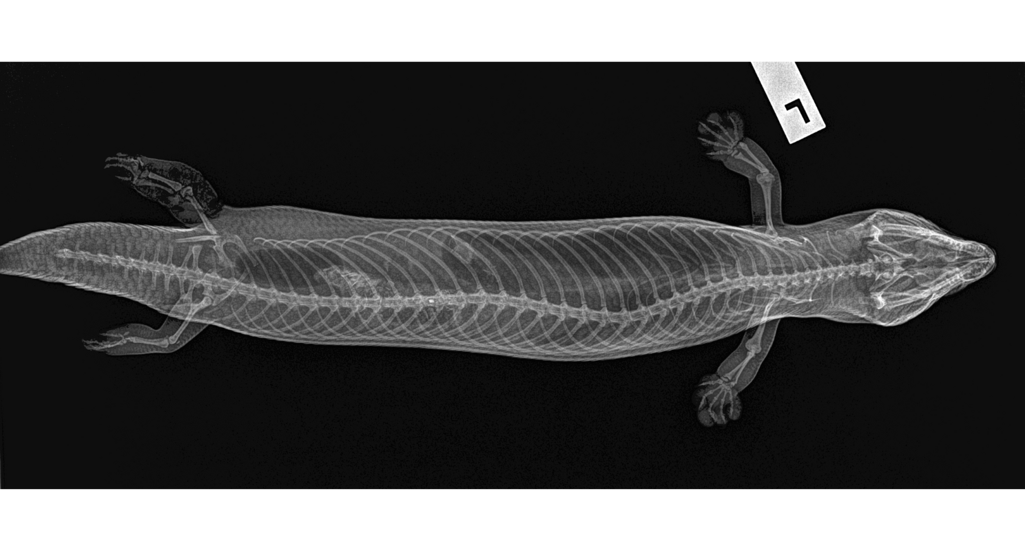 an x-ray image of a lizard