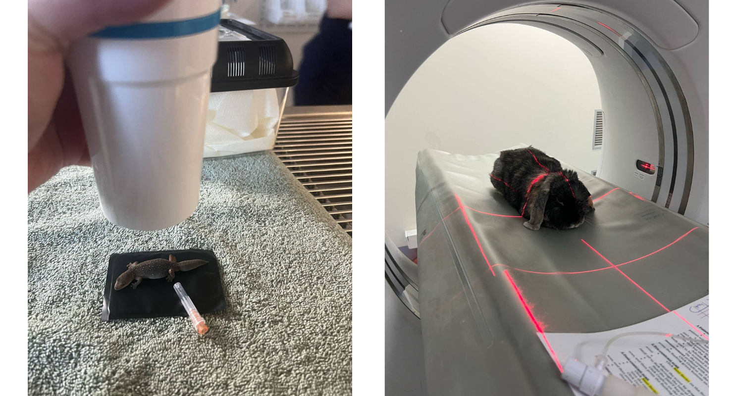 Rabbit and a Gecko having CT scans taken
