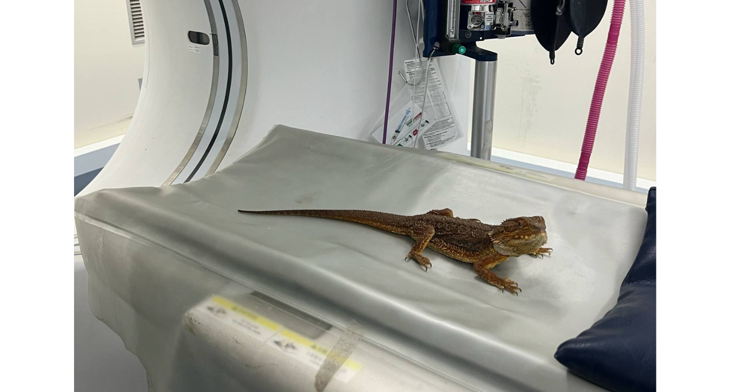 A Lizard having their CT scan taken