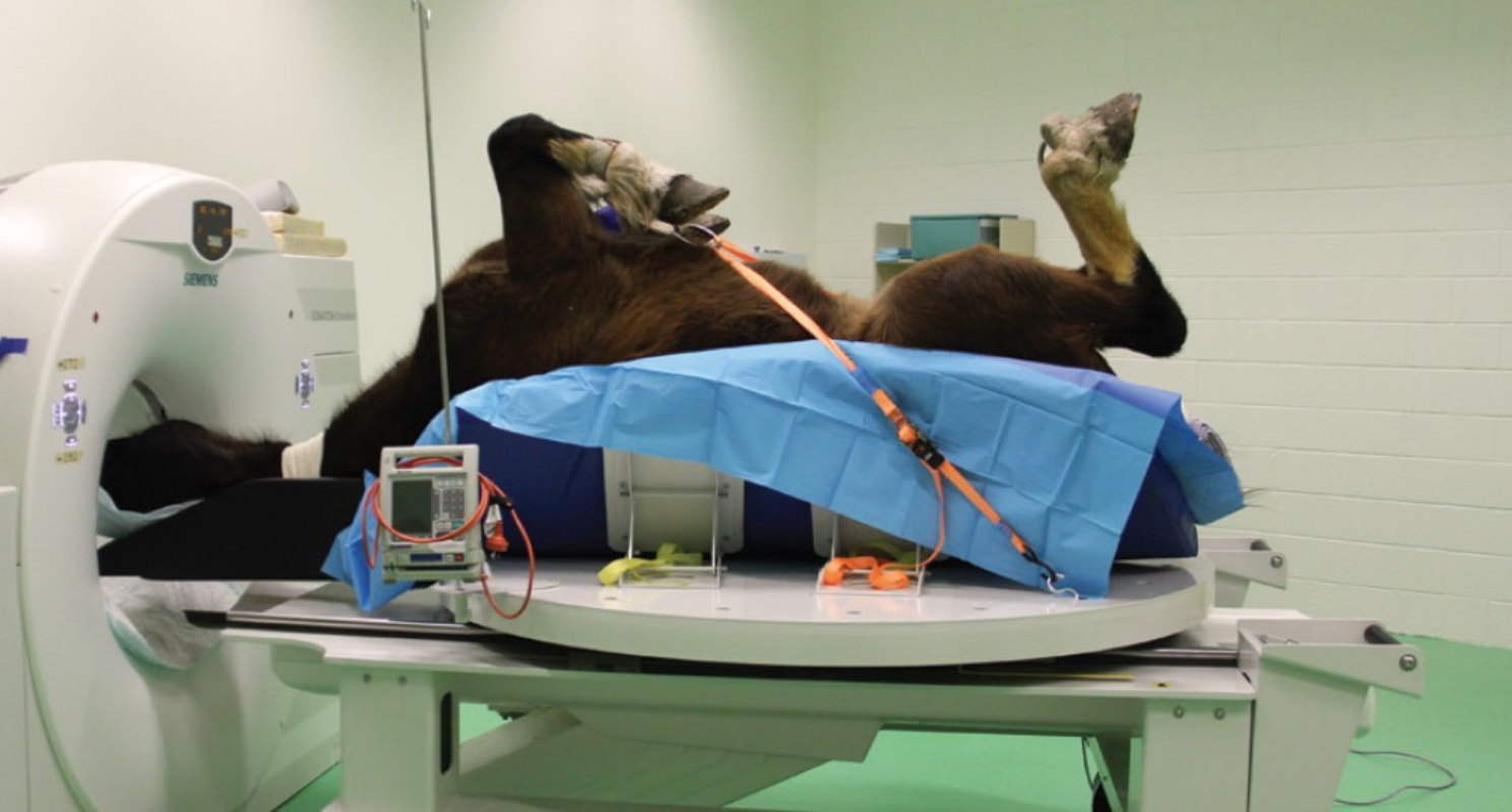 Horse prepared for a CT scan in hospital setting